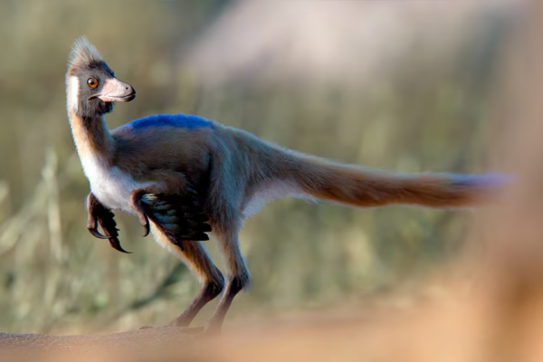 Hallazgo en la Patagonia argentina: encontraron restos de un dinosaurio diminuto del tamaño de una gallina