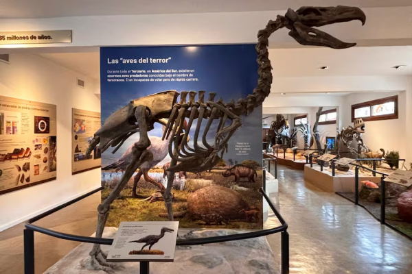 El lugar imperdible de la Patagonia que tienen que conocer los fanáticos de los animales prehistóricos