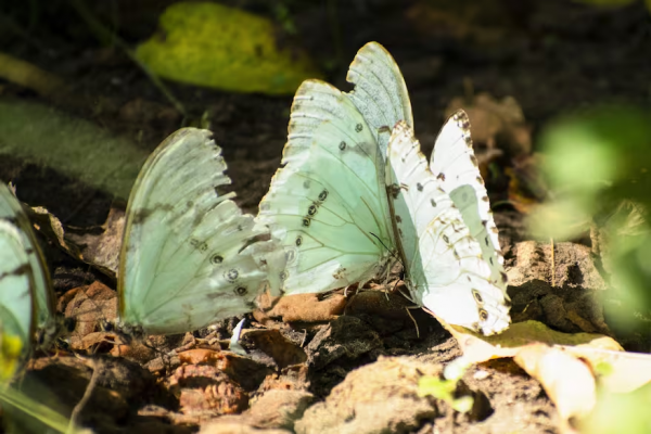 Escapada: la reserva natural a 120 km de CABA que nació de una historia de amor
