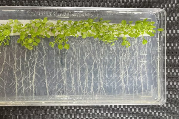 Científicos argentinos participaron de un revolucionario hallazgo sobre las raíces de las plantas