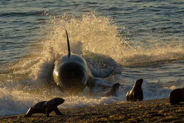 Orcas en Península Valdés: los impactantes ataques a lobos marinos únicos en el mundo