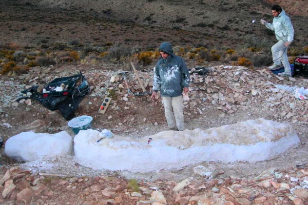 Hallaron en Chubut una nueva especie de dinosaurio herbívoro y de cuello largo: cómo lo descubrieron
