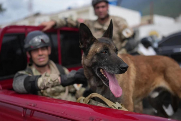 Quién es “Bart”, el perro argentino que ayudó en el rescate de dos niños atrapados entre los escombros en Venezuela