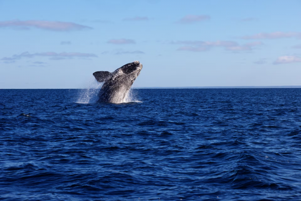 Llegaron las ballenas a Península Valdés: son muchas, se aparean y están con sus crías