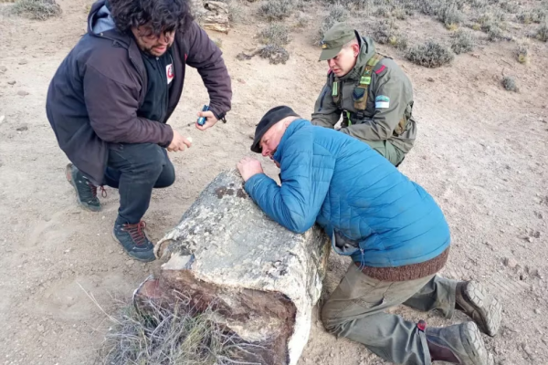 Hallaron tres bosques petrificados de 50 millones de años en Río Negro que revelan una Patagonia desconocida