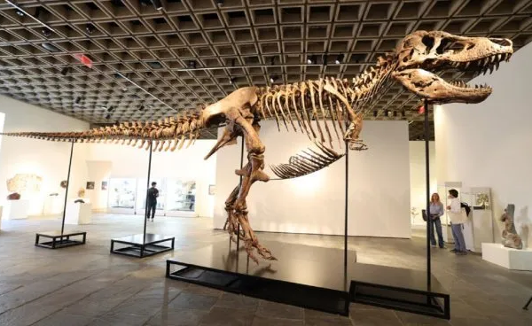Subastan un dinosaurio: el T-Rex de u$s30 millones que enfrenta a la ciencia con el negocio de los fósiles