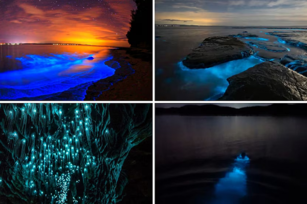 Maravillas nocturnas: los 5 destinos bioluminiscentes que parecen de otro planeta