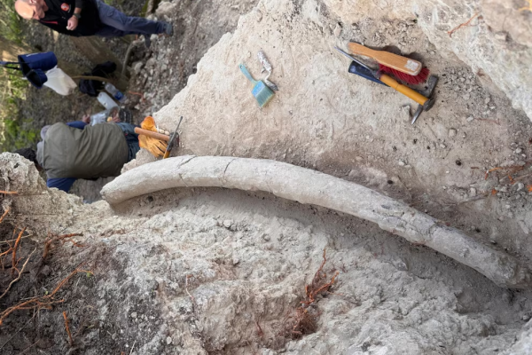 Hallazgo récord en la Argentina: descubrieron el colmillo de mastodonte más grande de Sudamérica