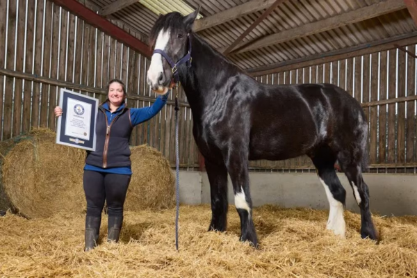 Solo tiene 4 años, mide 1,99 metros y ya logró un récord Guinness: la historia de Hugo, el caballo más alto del mundo que puede seguir creciendo