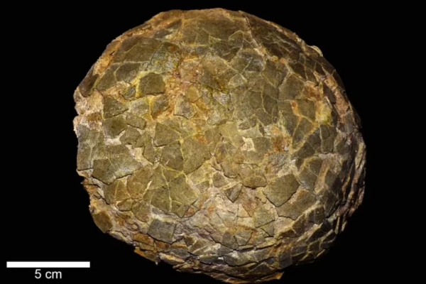 Hallazgo en la Patagonia: científicos desenterraron huevos de dinosaurios gigantes y revelaron el lugar donde los incubaban