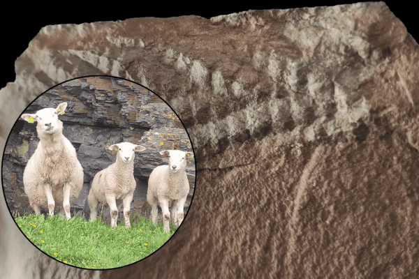Descubrieron un fósil de Charnia, uno de los animales más antiguos, con 560 millones de años
