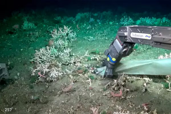 De un vaso descartable a una bota: los inesperados residuos humanos hallados a miles de metros bajo el Mar Argentino
