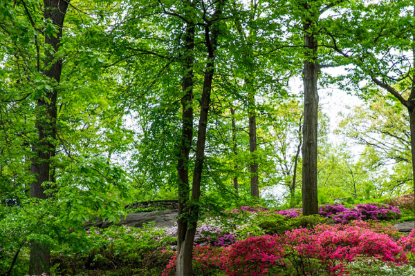 Los siete jardines botánicos que conservan el futuro de las plantas del planeta